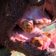 This 2020 photo provided by the Wyoming Game and Fish Department shows the worn, mostly toothless jaw of Grizzly 168. The grizzly was the oldest documented in the Yellowstone region. Bear biologists euthanized the 34-year-old grizzly due to its poor health.